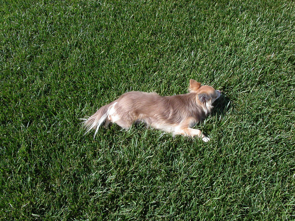 Gallery O' Green Easton Sod Farms Inc.